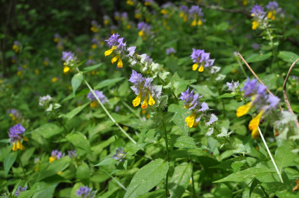 istock Melampyrum polonicum blooms in the forest 2028456802