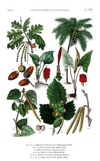 Very Rare, Beautifully Illustrated Antique Engraved Victorian Botanical Illustration of The Plant Kingdom Victorian Botanical Illustration published in 1853. Copyright has expired on this artwork. Digitally restored.