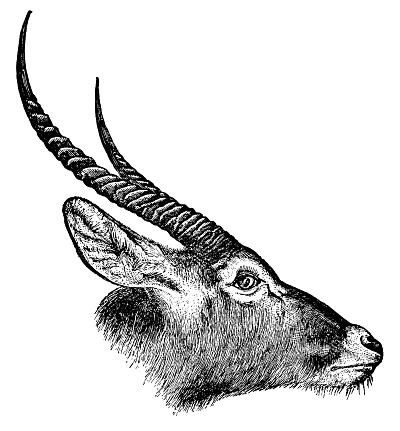 Waterbuck antelope (kobus ellipsiprymnus). Vintage etching circa 19th century.