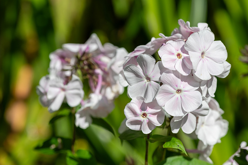 Close up of white garden phlox (phlox paniculata) flowers in bloom