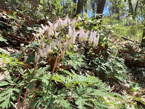 Beautiful white flowers of Dutchman's Breeches, dicentra cucullaria, is backlit by springtime sunlight filtering through forest tree leaves.