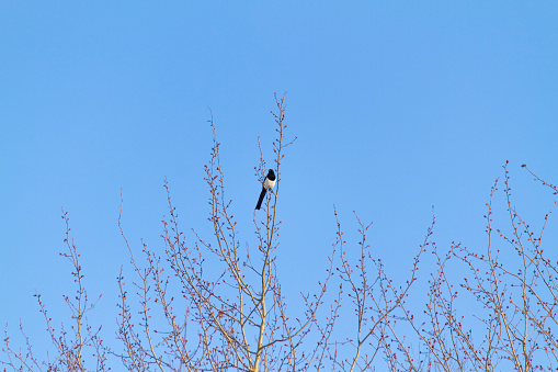 Magpie on bare tree against blue sky