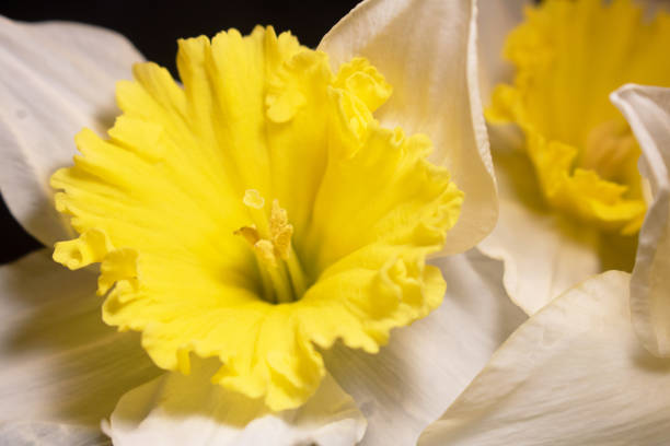 A Close Up of a Doffodil Spring Flower Bloom on a Black Background