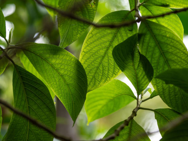 istock Green leaves against the forest 2028485190