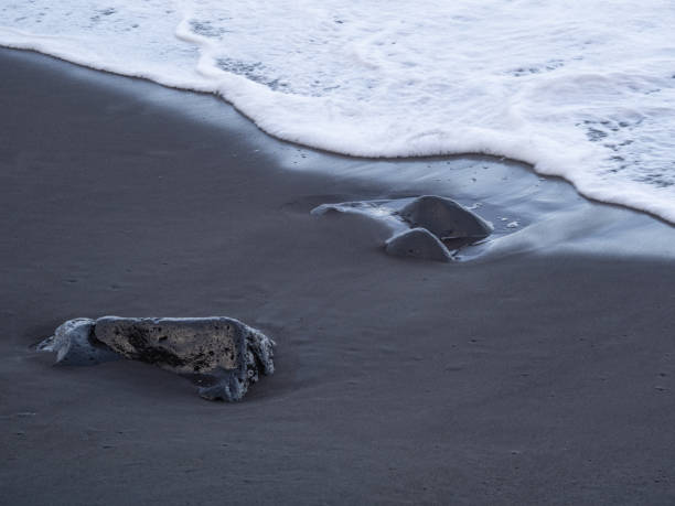 istock beach with black volcanic sand on  Tenerife 2028485196