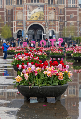 Amsterdam, Netherlands - April 21, 2023: Colorful tulips flowers in the pond in front of the Rijksmuseum in Amsterdam. Netherlands