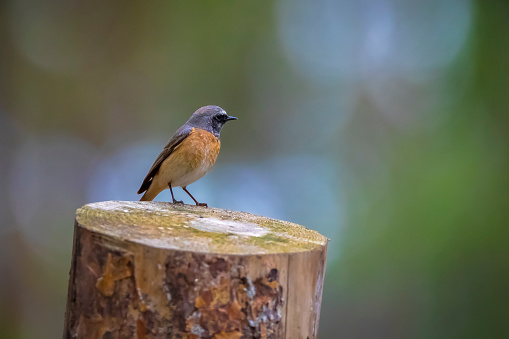 Closeup of a common redstart bird, Phoenicurus phoenicurus, perched on the ground in search of insects