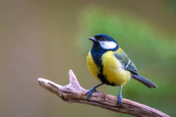 istock Great tit Parus major bird closeup 2028493592