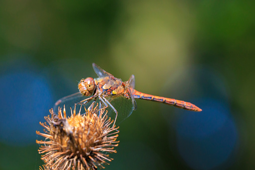 View of a common Darter, Sympetrum striolatum, male dragonfly with wings spread he is drying his wings in the early, warm sun light