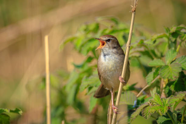 istock Cetti's warbler, cettia cetti, bird singing and perched 2028493618