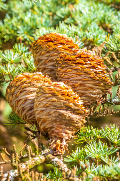 istock Cones on a coniferous tree, Larix spec. Fresh green branches of a larch tree with spring needles, 2028494184