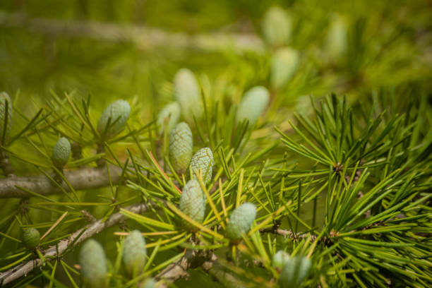 Botanical Delicacy: Little Green Pine Cones on Branch