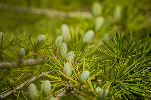 Nature's creation unfolds as little green pine cones adorn the branch, showcasing miniature growth and the delicate beauty of fresh botanical wonders.