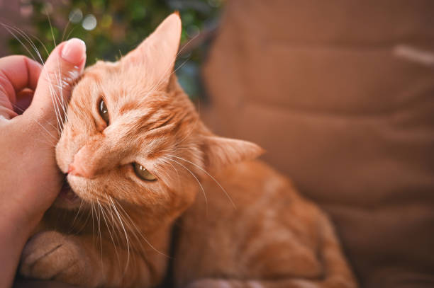 istock Close up of cat licking human hand. 2028498090