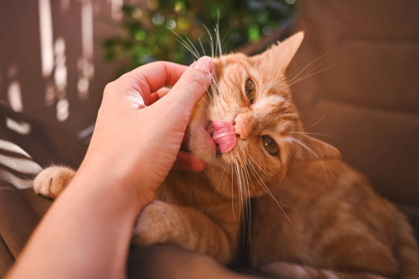 istock Woman petting cute tabby cat at home 2028498098