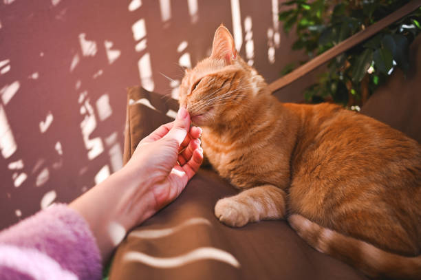 istock Love and care, domestic pets. 2028498101