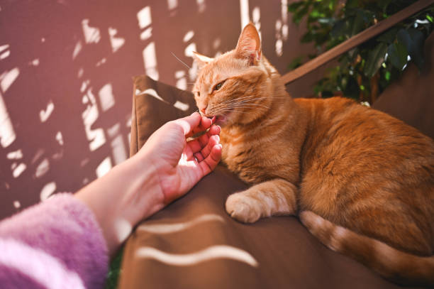 istock Person and cat togetherness. 2028499267
