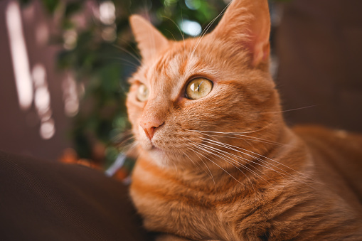 Profile view of a ginger cat.