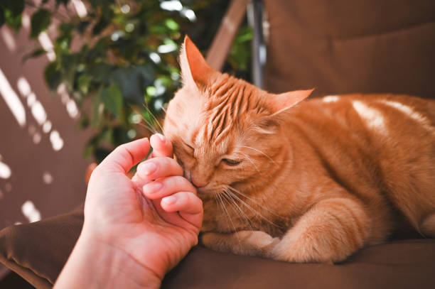 istock close up of human hand with ginger cat. 2028499802