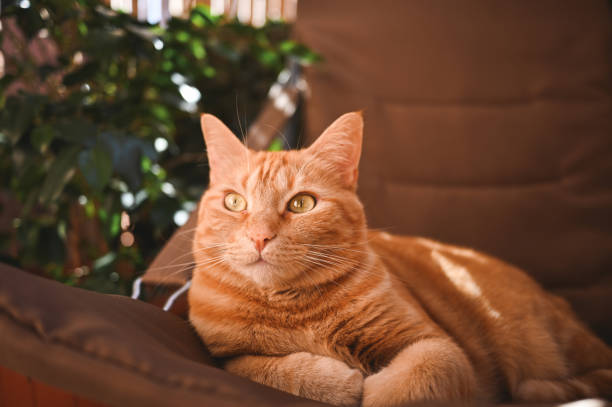 istock Close up portrait of a ginger cat looking away. 2028500856