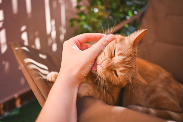 Female hugging her cute ginger cat.