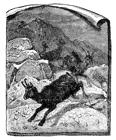 Alpine Chamois goats (rupicapra rupicapra). Vintage etching circa 19th century.