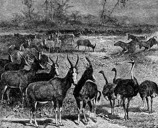 ilustrações, clipart, desenhos animados e ícones de buraco de água com antílopes de blesbok (damaliscus pygargus phillipsi) e avestruzes (struthio camelus) - século 19 - 19th hole