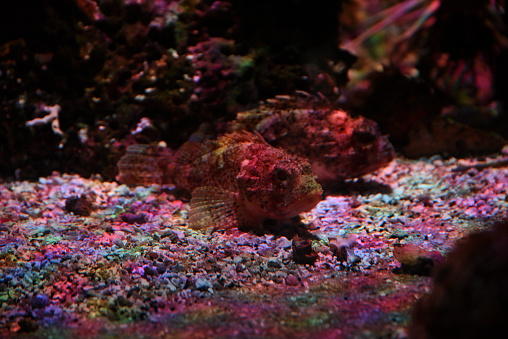 Beautiful stonefish swimming in the aquarium, underwater life in the zoo.