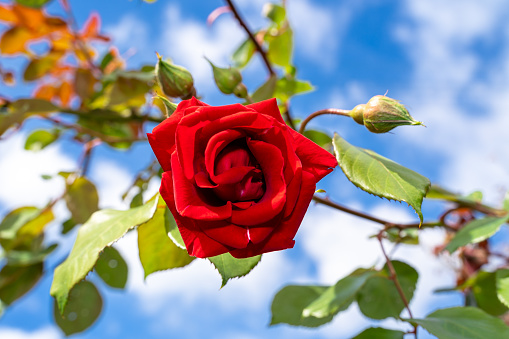 Red rose with a blue sky in background