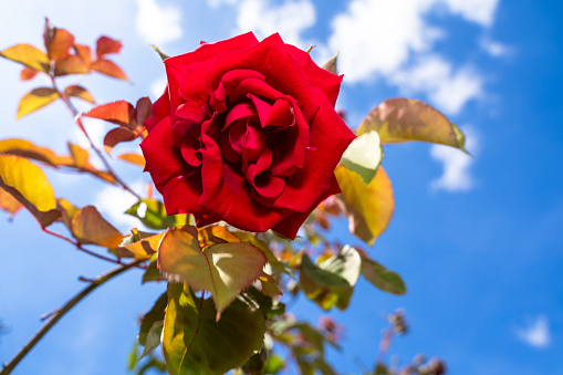 Red rose with a blue sky in the background