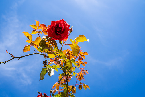 Red rose in the garden with a blue sunny sky