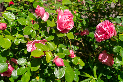 Pink roses with green leaves in the garden in spring