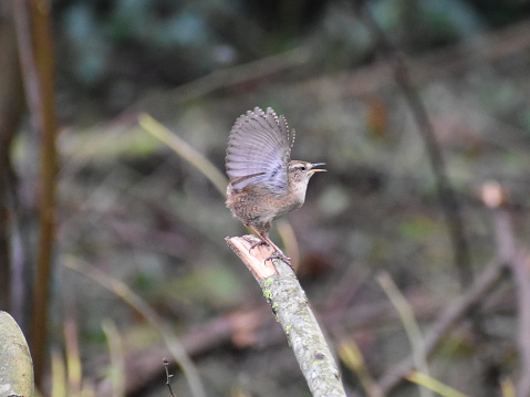 Wren one of the tiniest birds in the UK