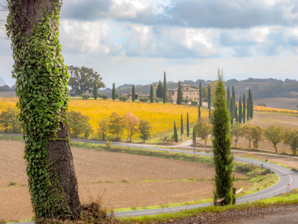 istock Vineyards in Farnetta di Montecastrilli 2028530011