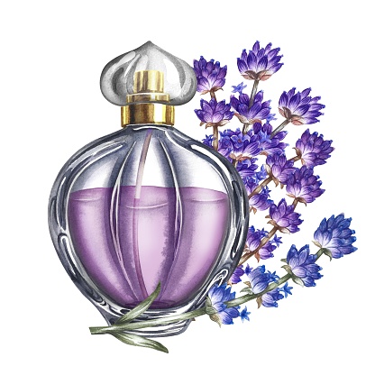 A perfume bottle made of transparent glass with lavender flowers. Vintage purple perfume with lavender scent. A hand-drawn watercolor illustration. Isolate her. For packaging, postcards and labels