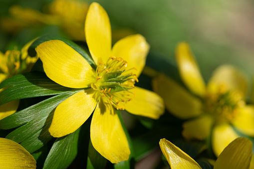Close-up of small yellow flowering winter aconites blooming in February. The flowers are wide open. The pollen is clearly visible.