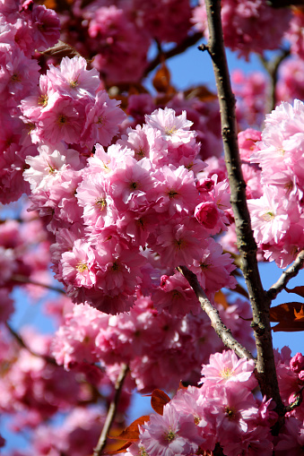 Cherry blossoms bursting at the beginning of summer