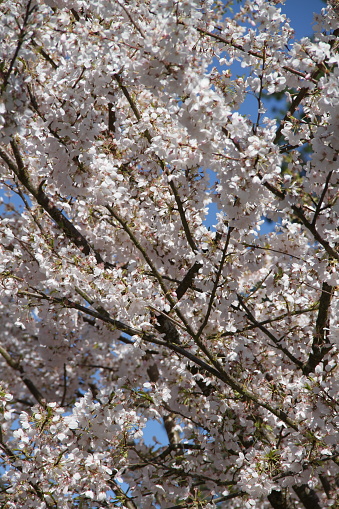 Cherry blossoms bursting at the beginning of summer