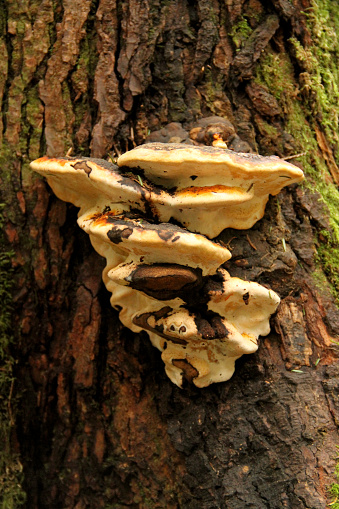 The coastal rainforest in Pacific Spirit Park, British Columbia