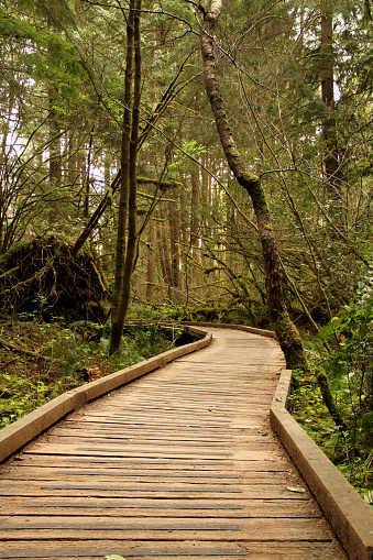 The coastal rainforest in Pacific Spirit Park, British Columbia