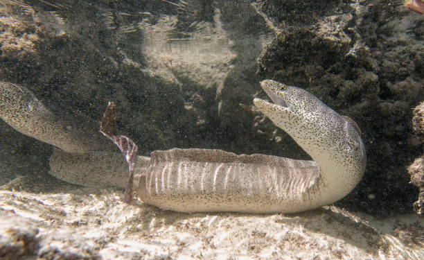 istock Moray eel in corral reef in Indian Ocean. Watamu, Kenya. 2028554337