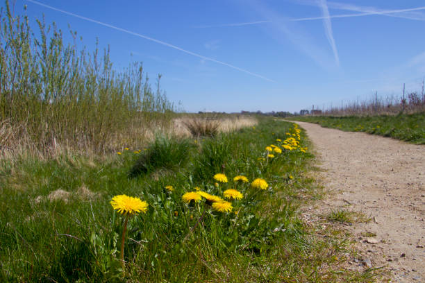 Blooming dandelions by the path to the lake and a blue sky