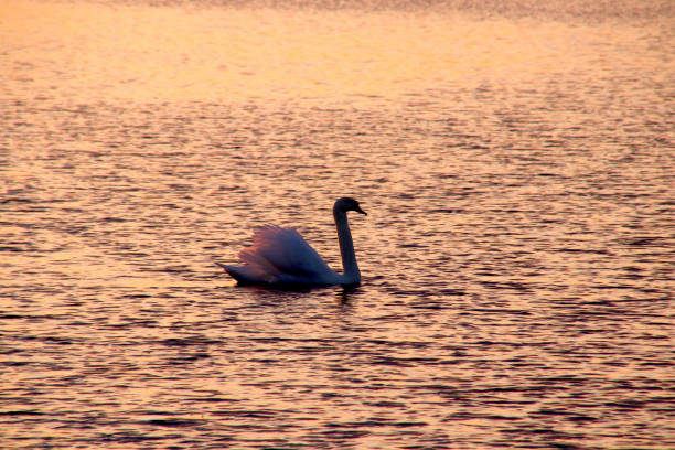 istock Lone swan on open water in sunset 2028556312