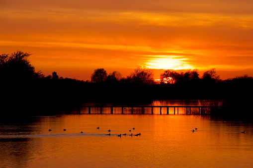 Sunset behind trees by the lake and birds in yhe golden water