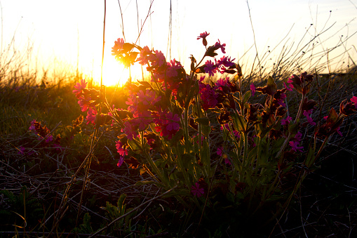 Weed plant in the sunset in a beautiful red purple shade