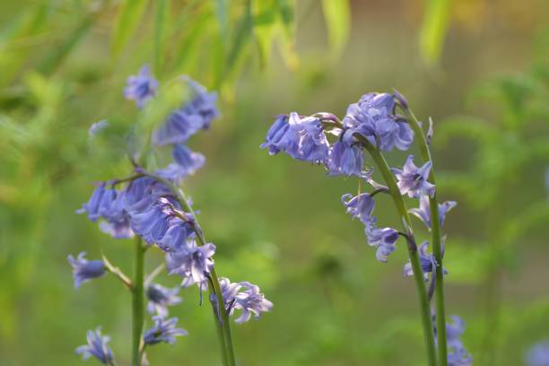 istock Bluebells in sunny woodland 2028560694
