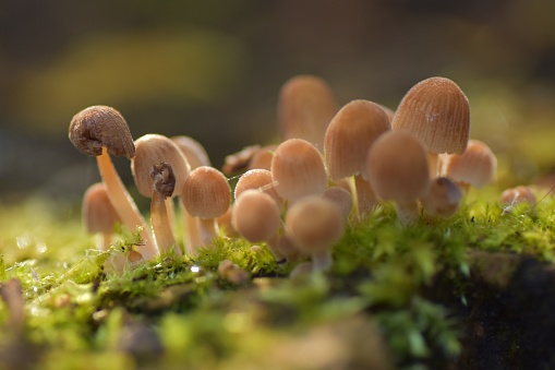 Macro close up of a group of tiny brown toadstools growing on a mossy log in a damp forest in the sunshine