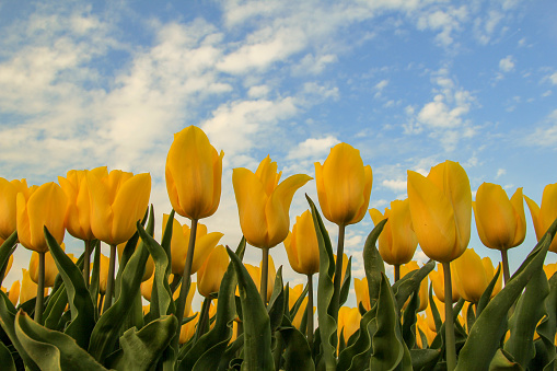 a group beautiful yellow tulips and the blue sky in the background in a bulb field in holland