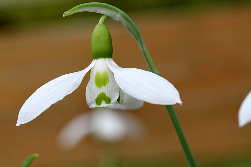 The Fritillaria Meleagris  is a nodding bell shapped wild flower also known as the Snake Head, Checkered Daffodil, Chess Flower, Frog-cup, Leper lily and Guinea-hen Flower