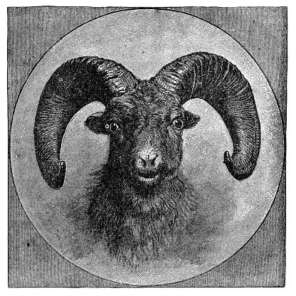 Argali mountain sheep (ovis ammon). Vintage etching circa 19th century.